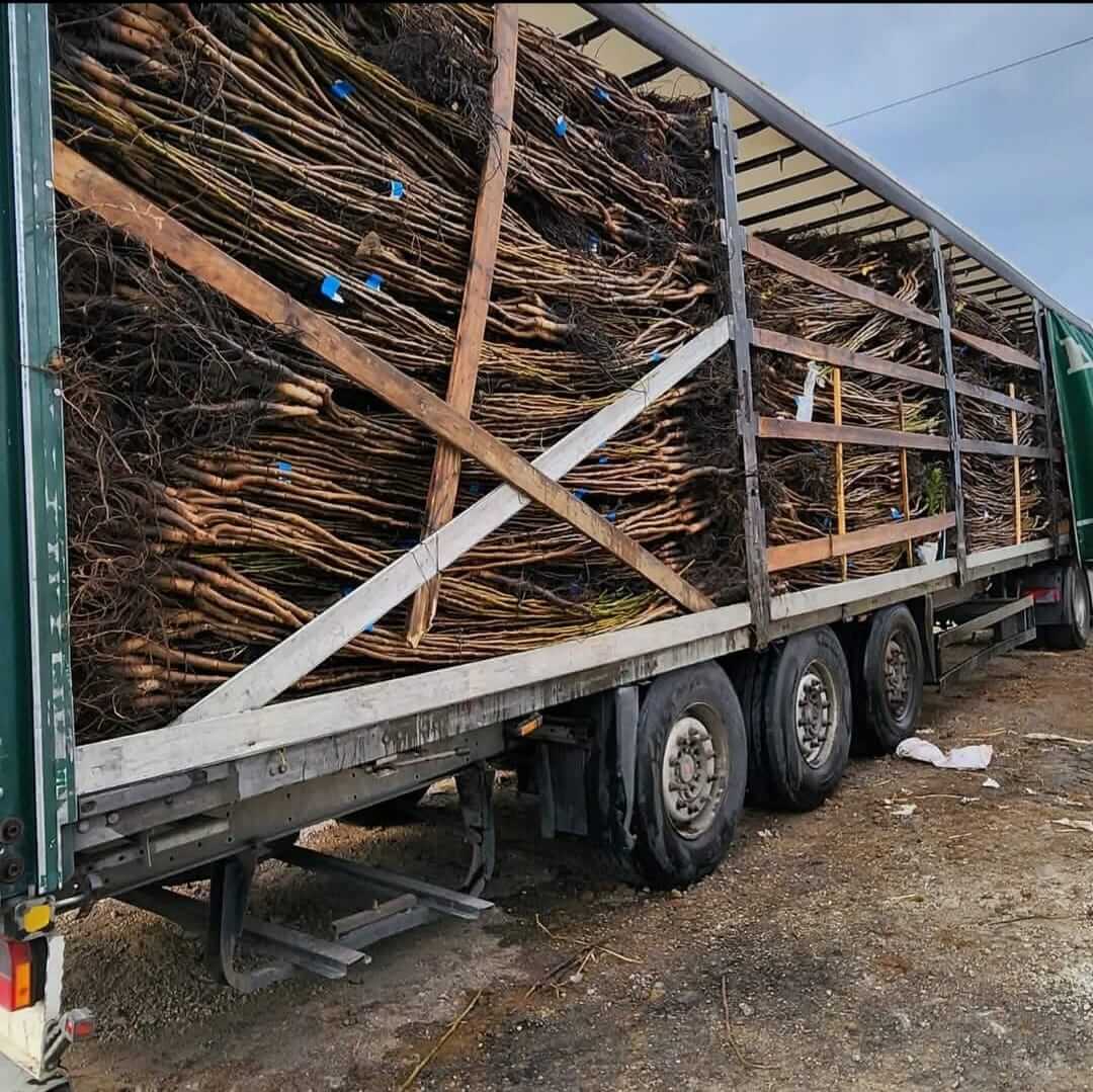 Kara Yolu Kargosu